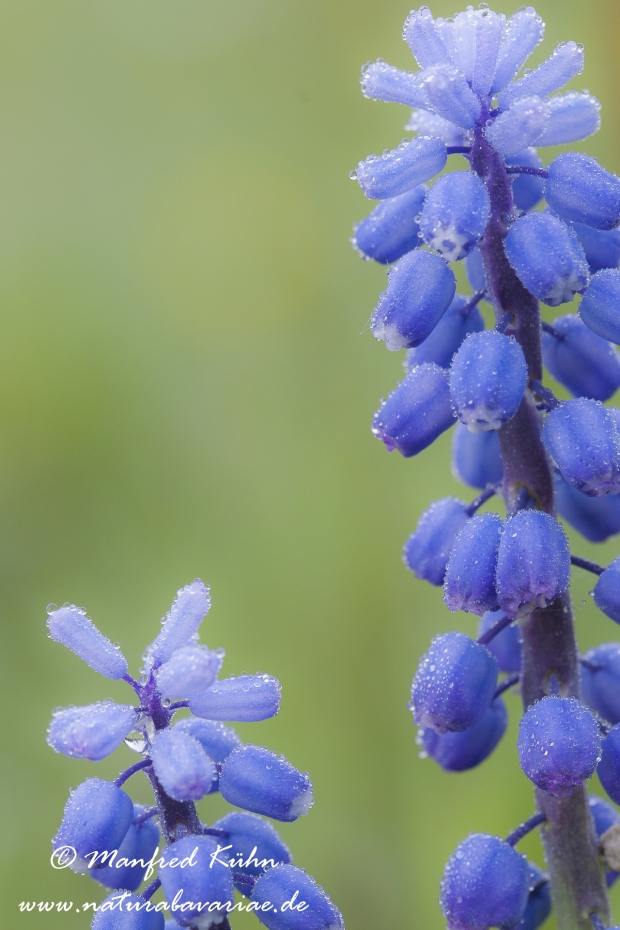 Traubenhyazinthe (Kleine)_0002