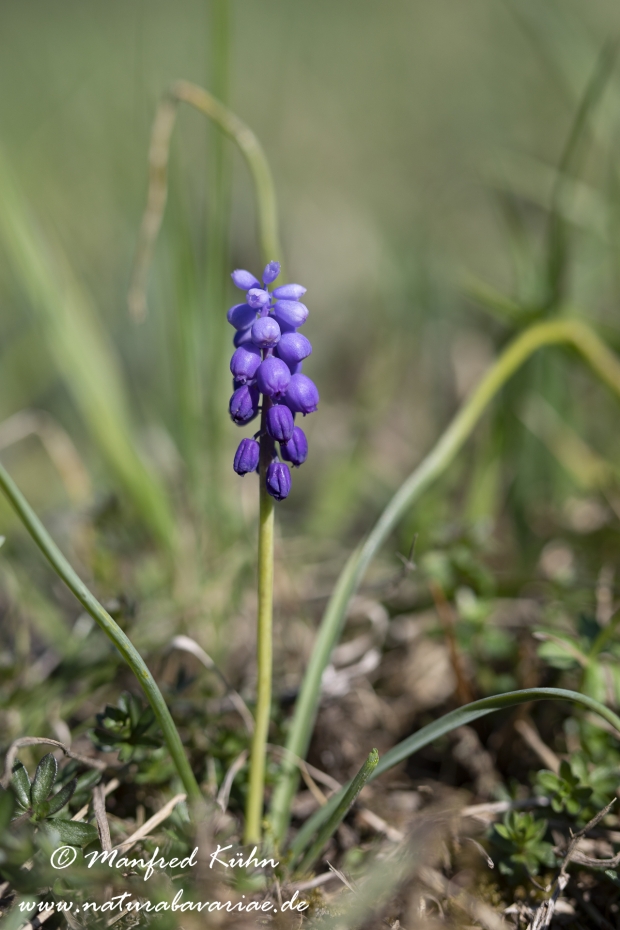 Traubenhyazinthe (Kleine)_0006