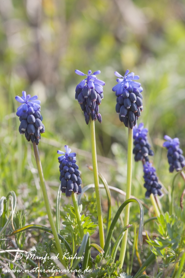 Traubenhyazinthe (Muscari)_0001