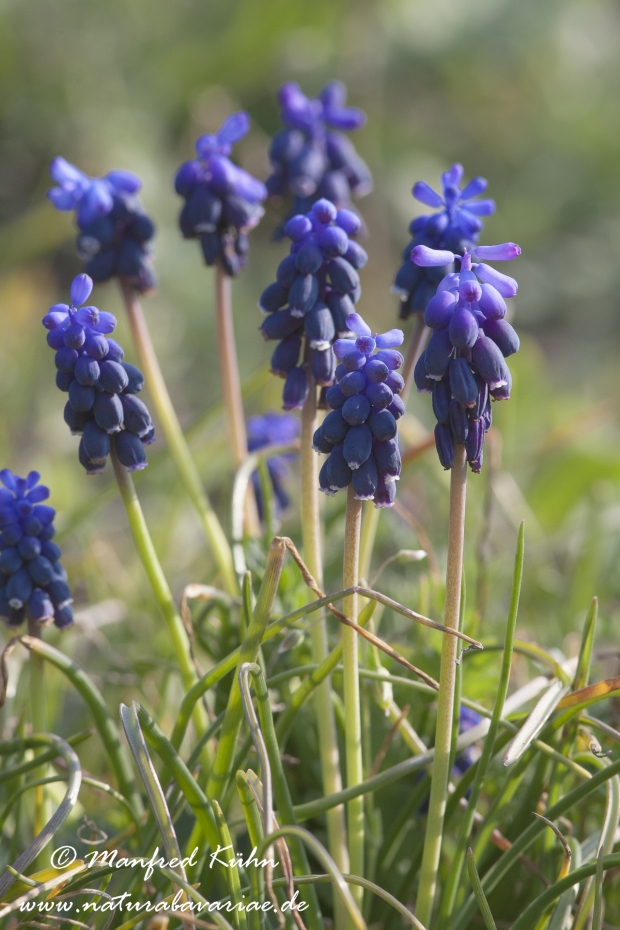 Traubenhyazinthe (Muscari)_0005