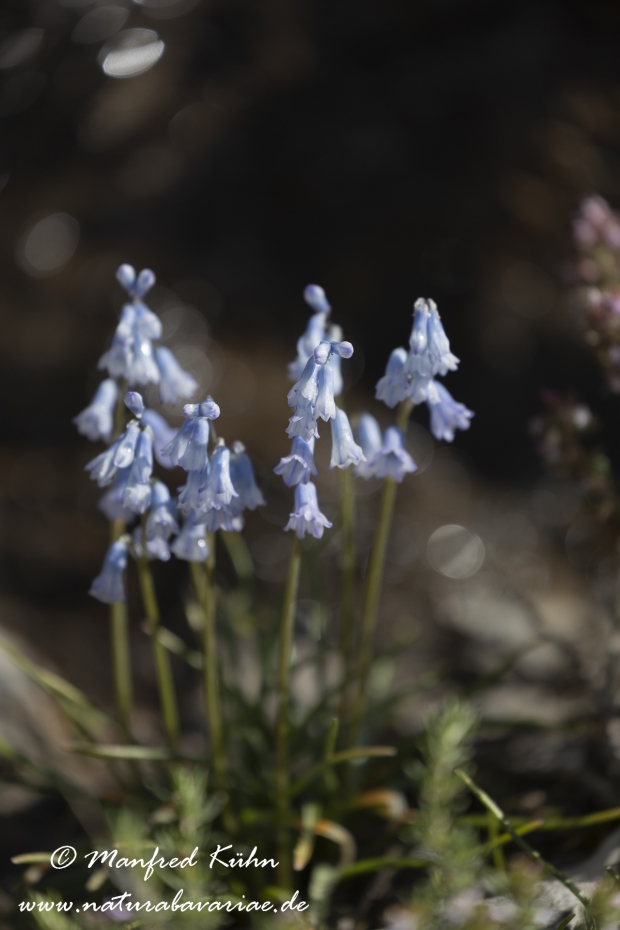 Wiesenhyazinthe (Hellblaue)_0003