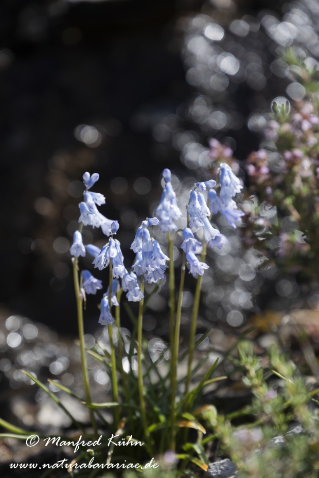 Wiesenhyazinthe (Hellblaue)_0006