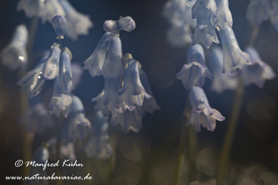 Wiesenhyazinthe (Hellblaue)_0012