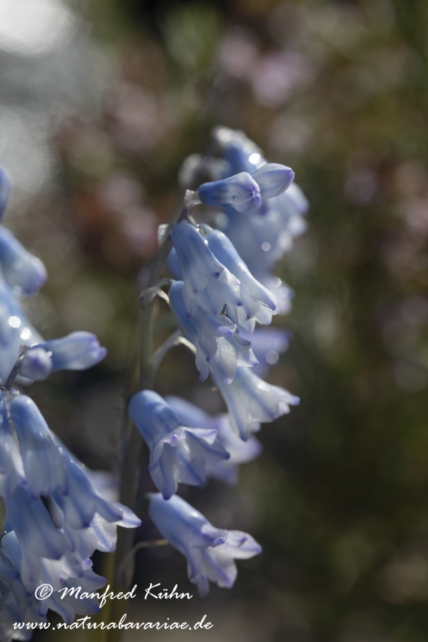 Wiesenhyazinthe (Hellblaue)_0019
