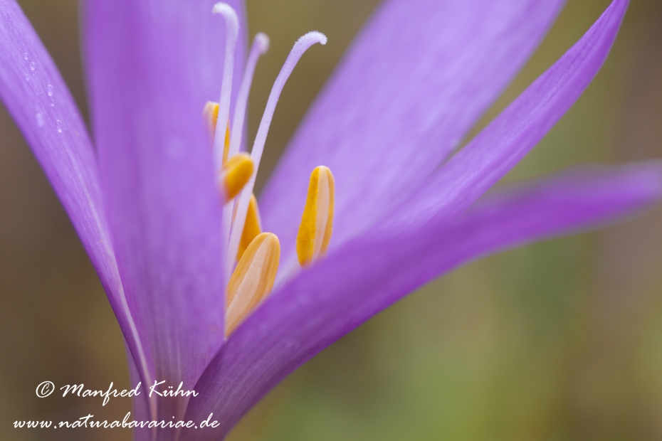 Herbstzeitlose ()_0012