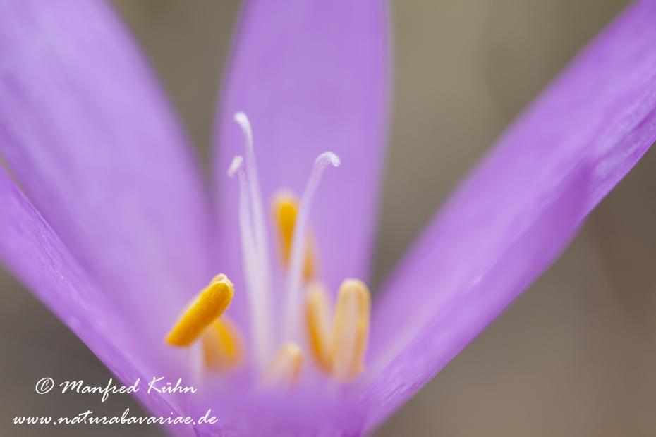 Herbstzeitlose ()_0014