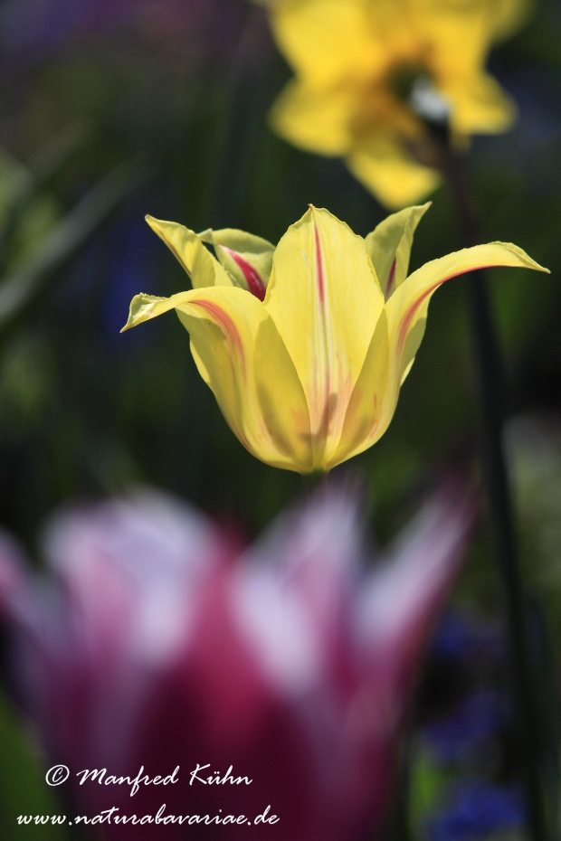 Tulpen (Garten-)_0004