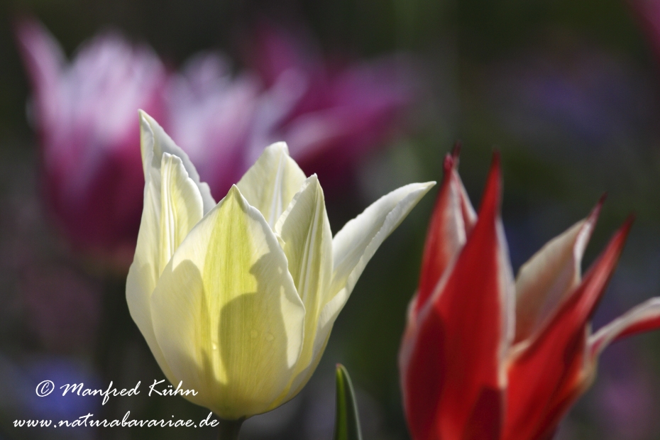 Tulpen (Garten-)_0009