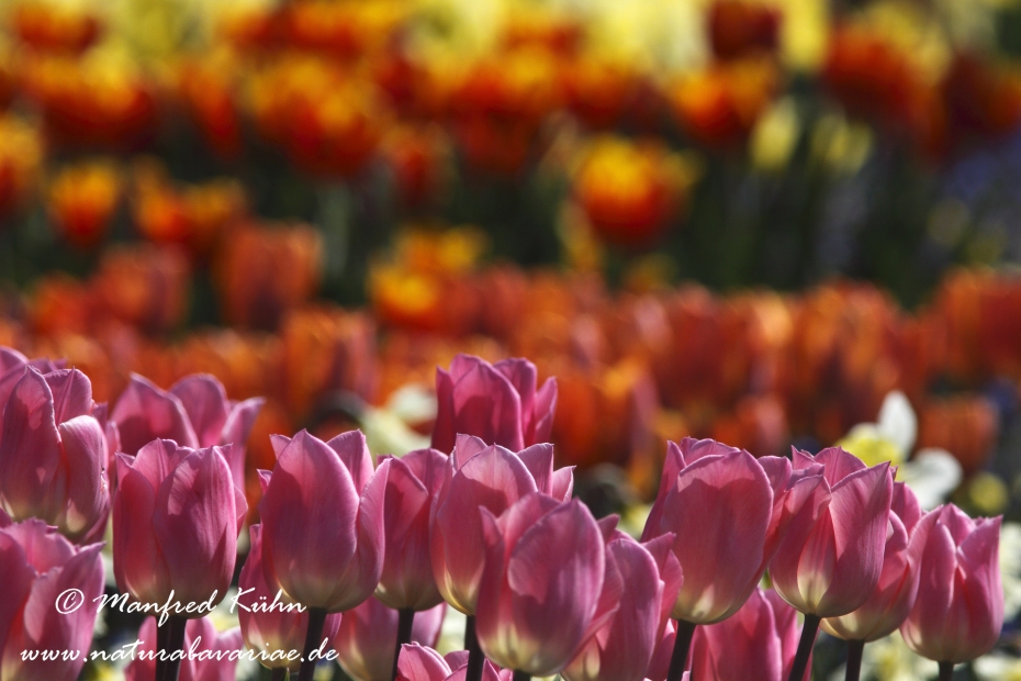 Tulpen (Garten-)_0012