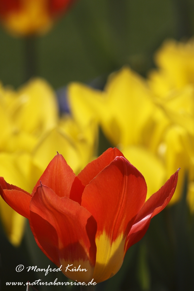 Tulpen (Garten-)_0016