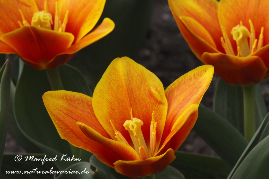 Tulpen (Garten-)_0027