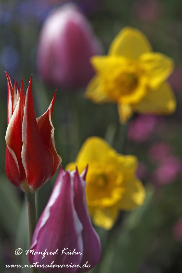 Tulpen (Garten-)_0030