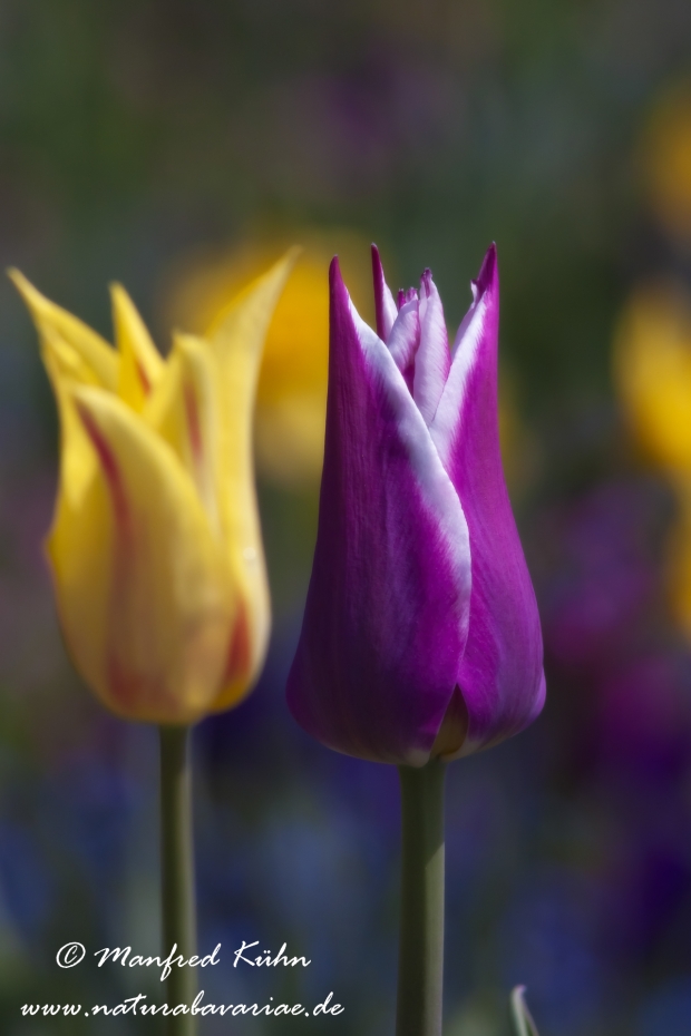 Tulpen (Garten-)_0032