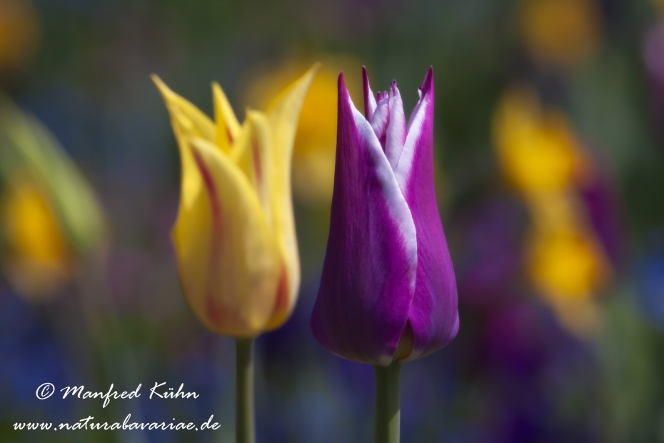 Tulpen (Garten-)_0033