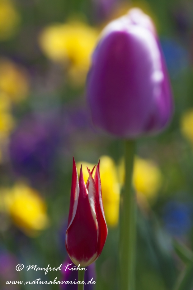 Tulpen (Garten-)_0035
