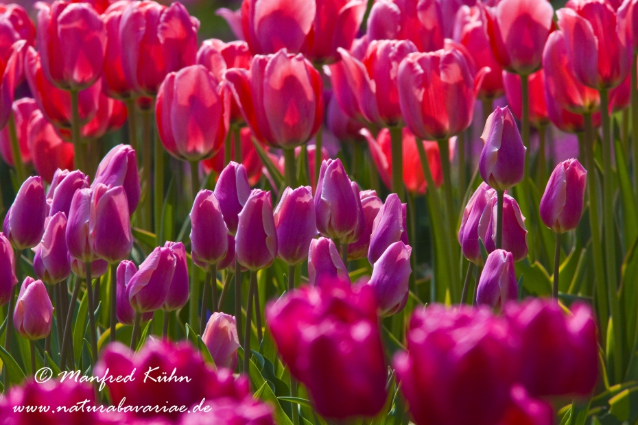 Tulpen (Garten-)_0038