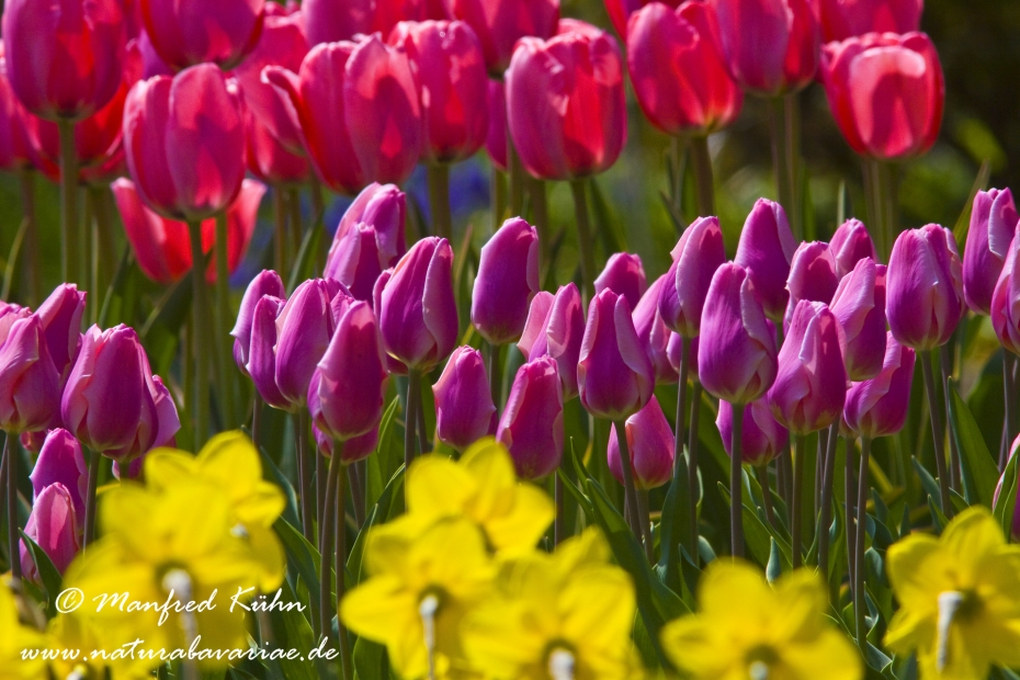 Tulpen (Garten-)_0039