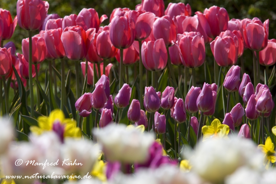 Tulpen (Garten-)_0042