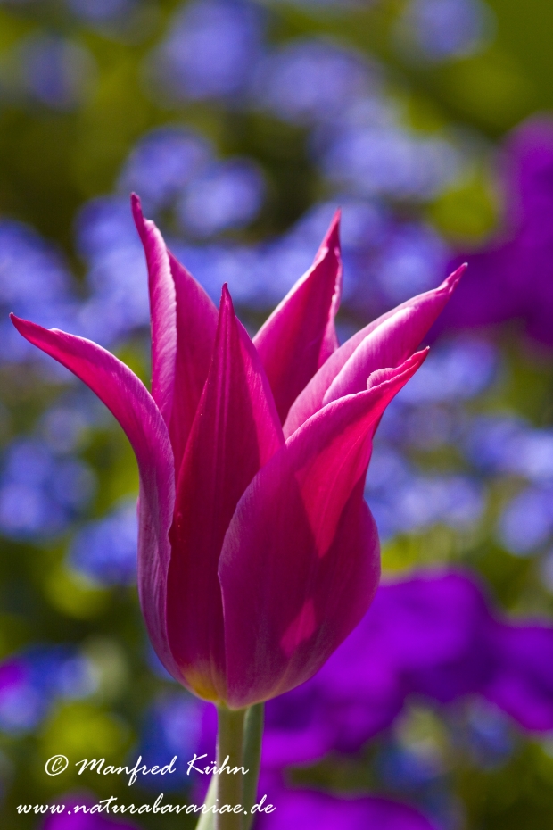 Tulpen (Garten-)_0046