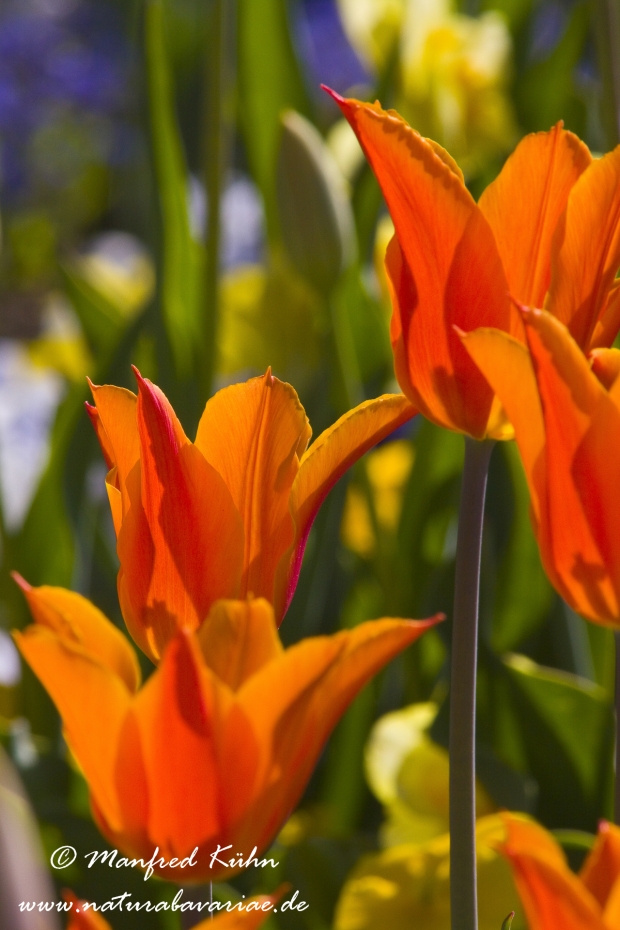 Tulpen (Garten-)_0057