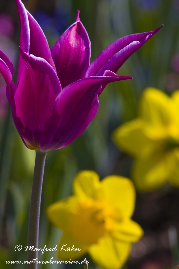 Tulpen (Garten-)_0066