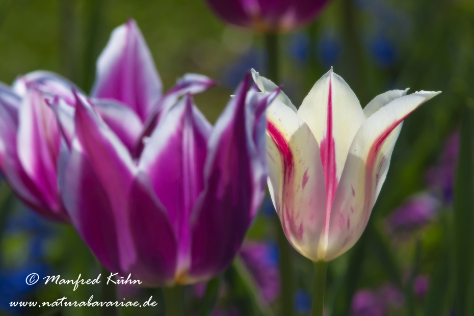 Tulpen (Garten-)_0070