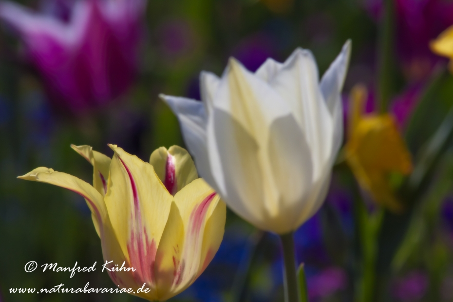 Tulpen (Garten-)_0071