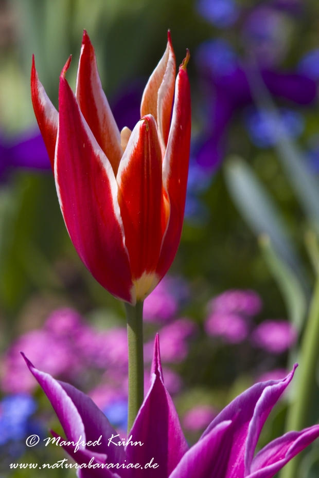 Tulpen (Garten-)_0075