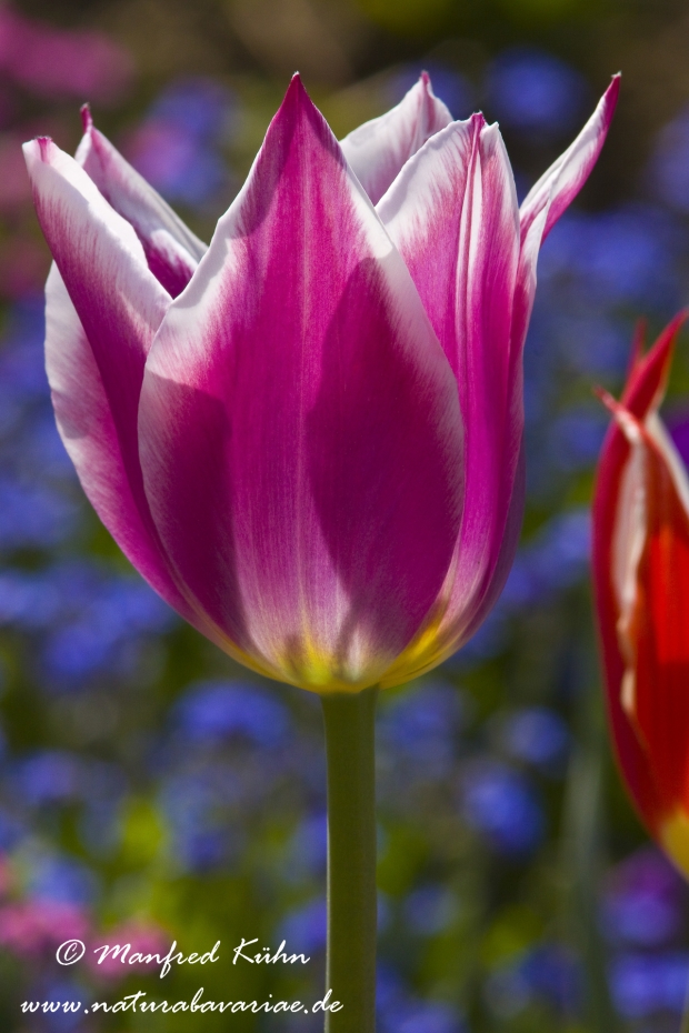 Tulpen (Garten-)_0078