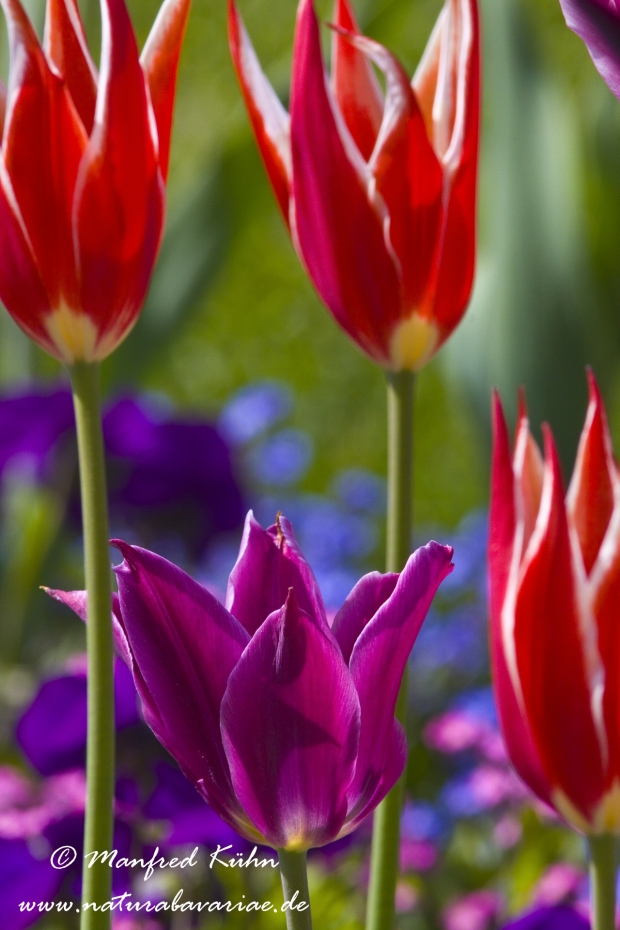 Tulpen (Garten-)_0079