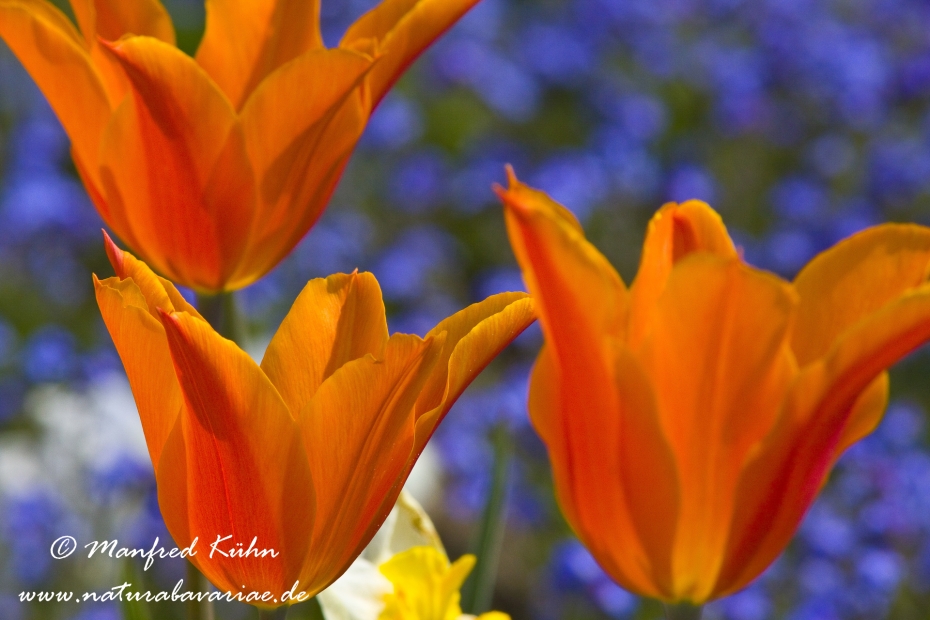 Tulpen (Garten-)_0082