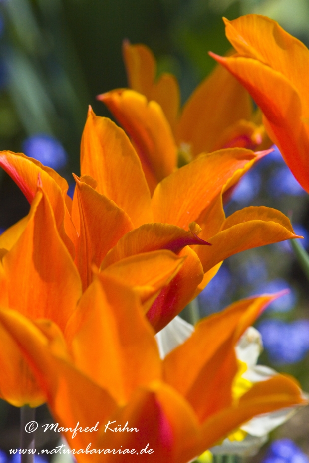 Tulpen (Garten-)_0085