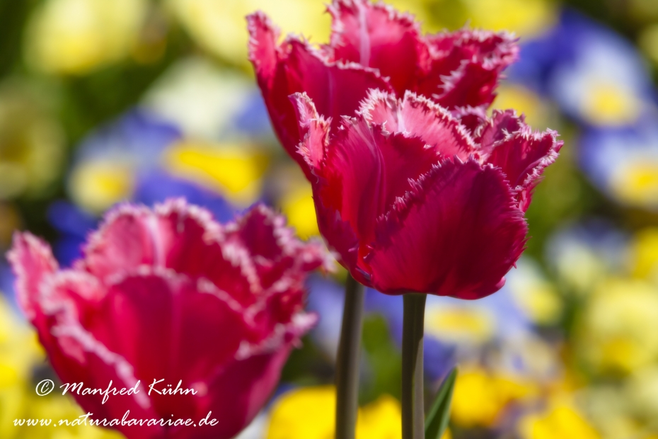 Tulpen (Garten-)_0092