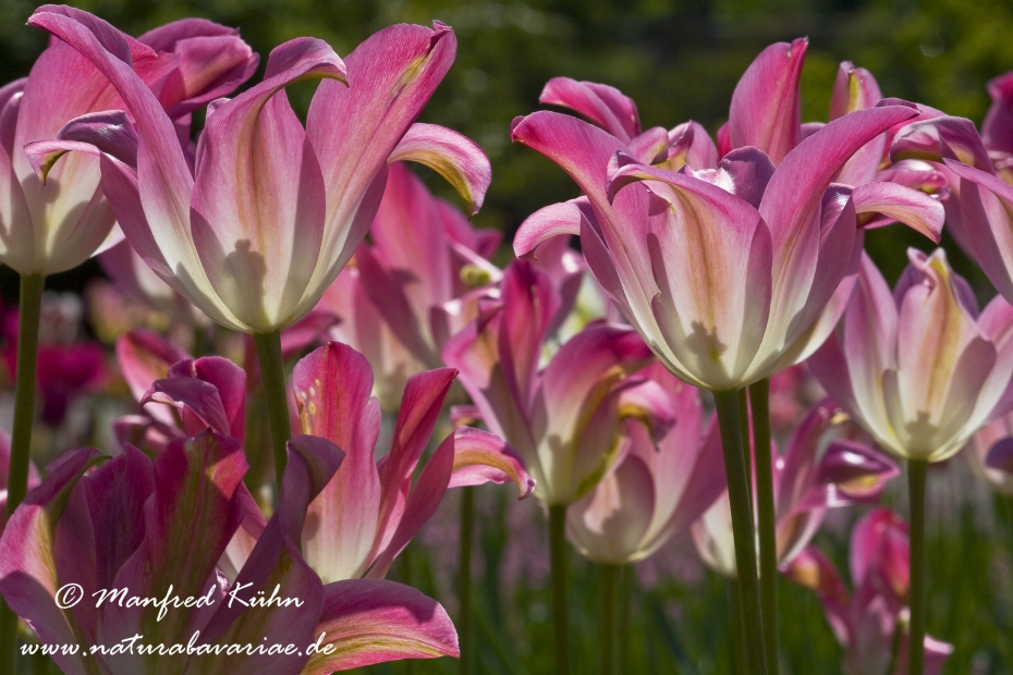 Tulpen (Garten-)_0121