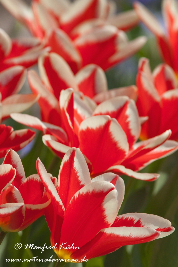 Tulpen (Garten-)_0125