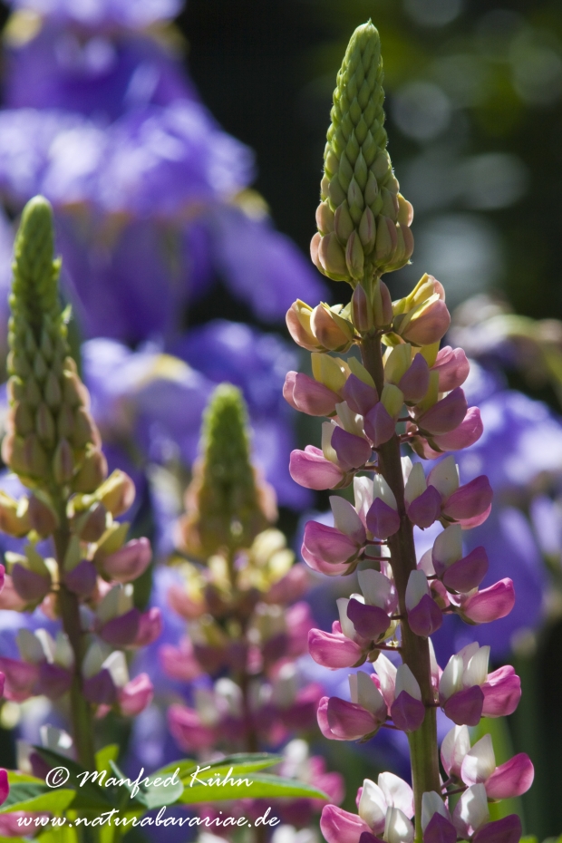 Lupine (Gartenform)_0002