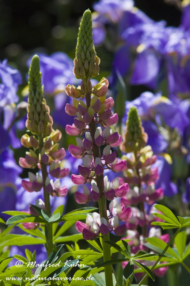 Lupine (Gartenform)_0003