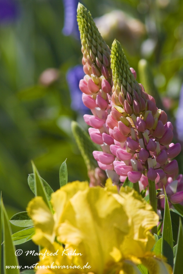 Lupine (Gartenform)_0005