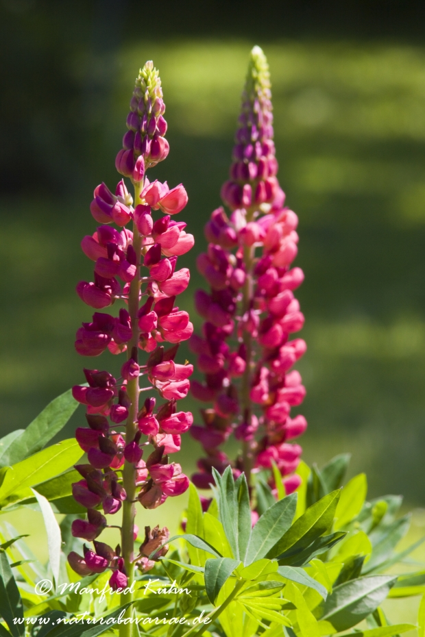 Lupine (Gartenform)_0006