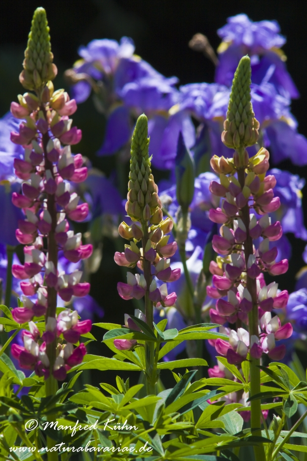 Lupine (Gartenform)_0007