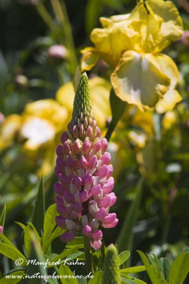 Lupine (Gartenform)_0009