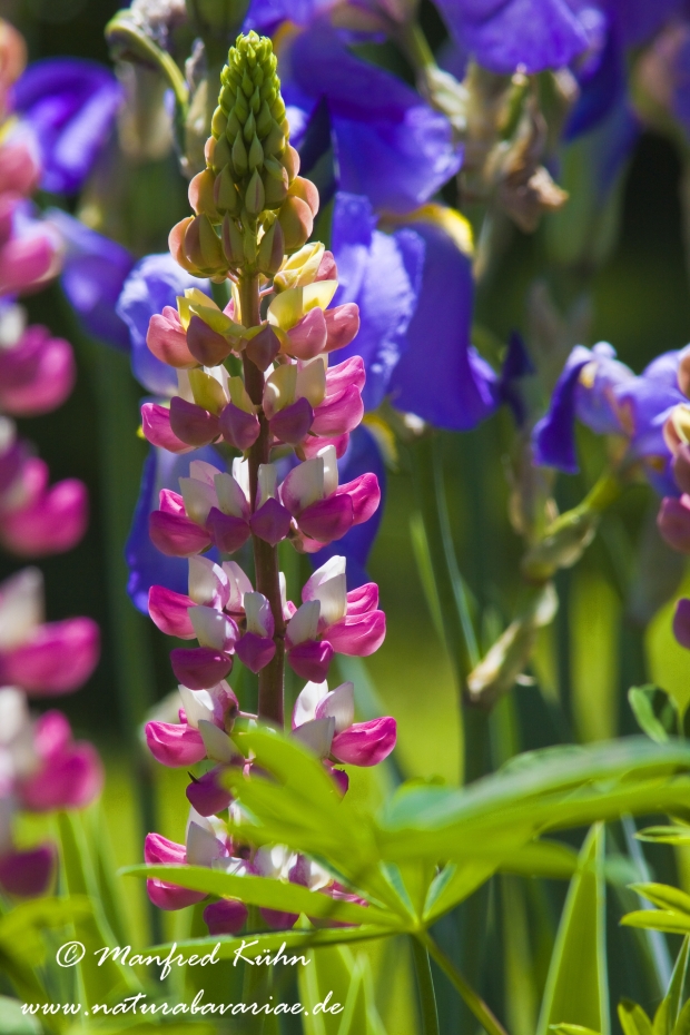 Lupine (Gartenform)_0010