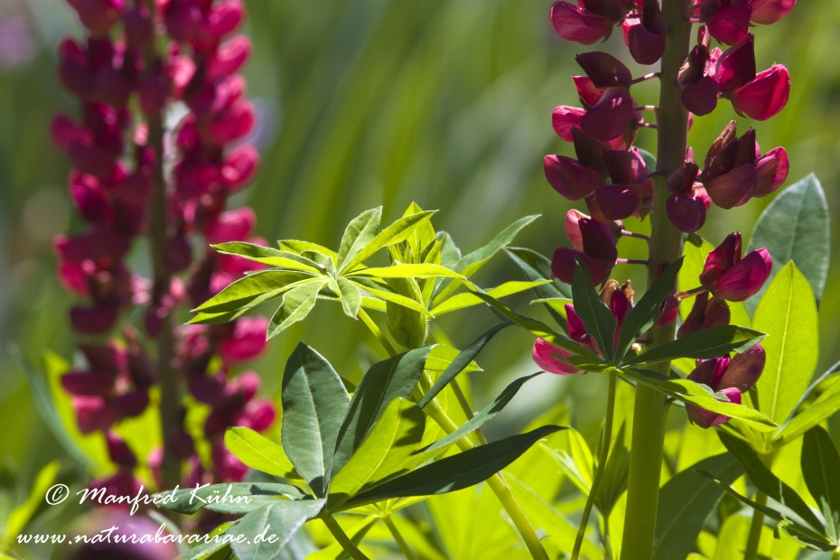 Lupine (Gartenform)_0011