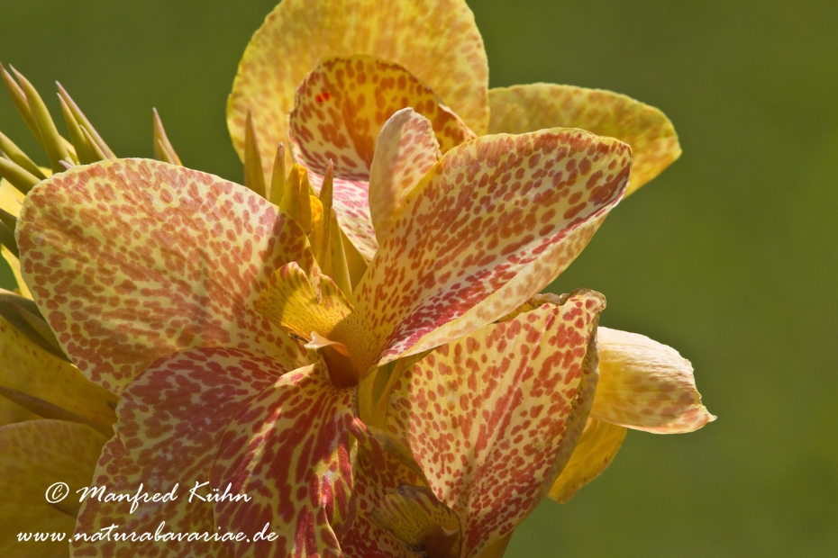 Canna (Indisches Blumenrohr)_0001