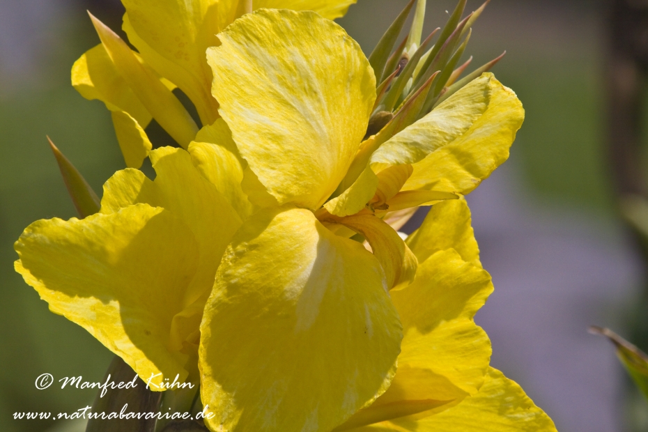 Canna (Indisches Blumenrohr)_0002