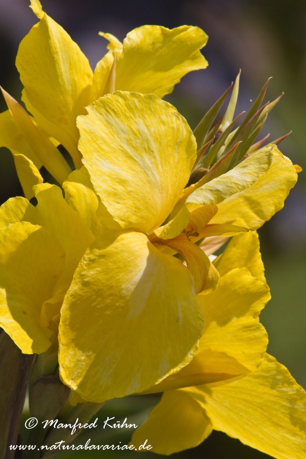 Canna (Indisches Blumenrohr)_0003