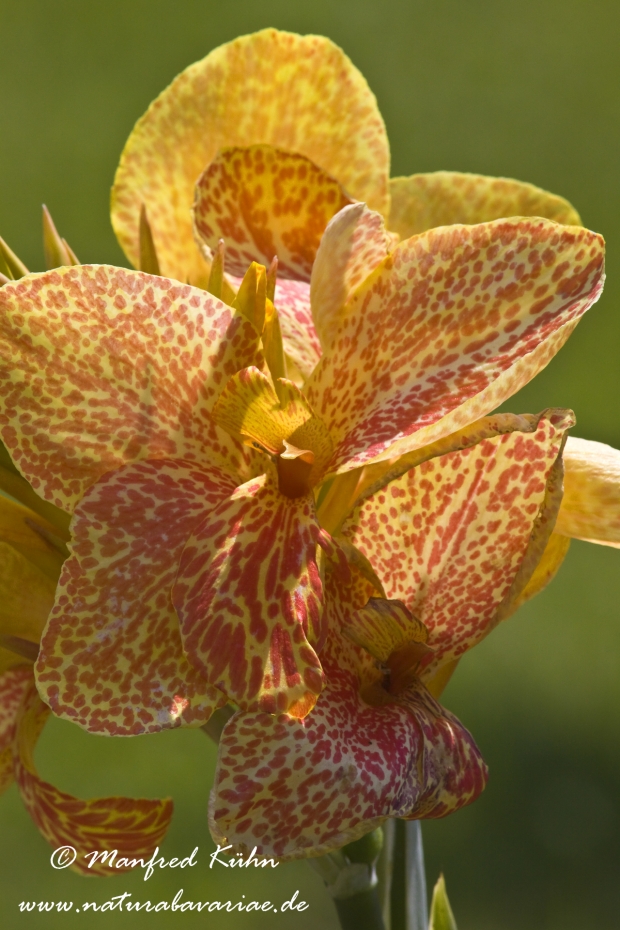 Canna (Indisches Blumenrohr)_0004