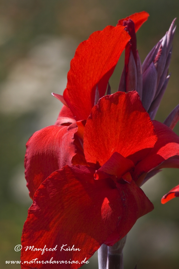 Canna (Indisches Blumenrohr)_0005