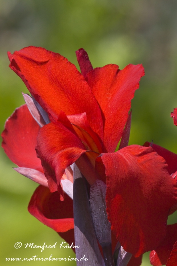 Canna (Indisches Blumenrohr)_0006