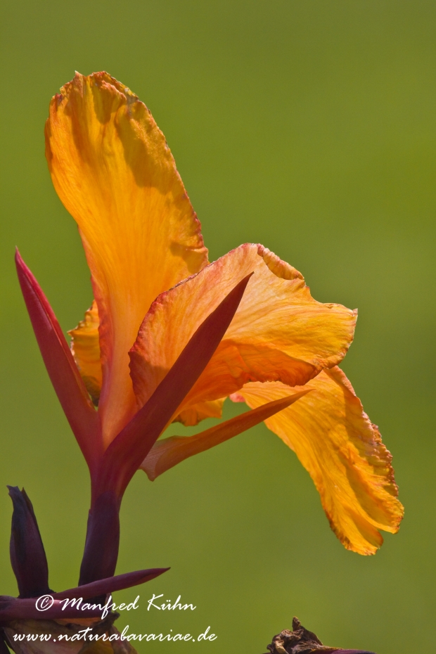 Canna (Indisches Blumenrohr)_0007